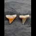 2.2 cm teeth of the bull shark and lemon shark