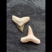 2.4 cm and 2.6 cm teeth of the bull shark and lemon shark