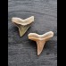 2,4 cm und 2,6 cm große Zähne des Bullenhai und Zitronenhai