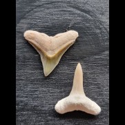 2.3 cm teeth of the bull shark and lemon shark