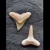 2,3 cm große Zähne des Bullenhai und des Zitronenhai
