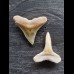 2,3 cm große Zähne des Bullenhai und des Zitronenhai