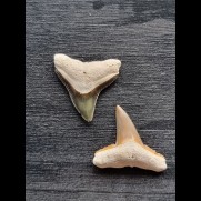2.2 cm and 2.3 cm teeth of the bull shark and the lemon shark