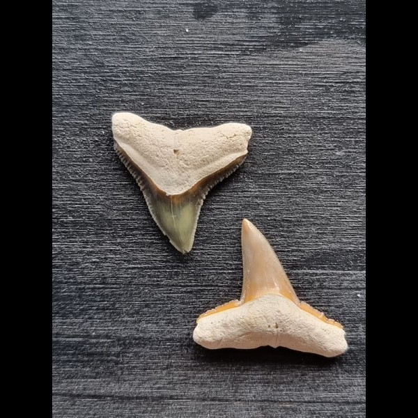 2,2 cm und 2,3 cm große Zähne des Bullenhai und des Zitronenhai