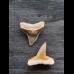 2,2 cm und 2,3 cm große Zähne des Bullenhai und des Zitronenhai
