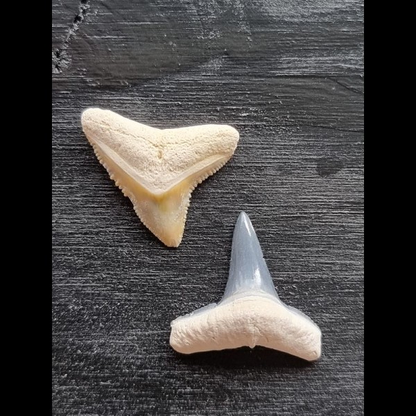 2.2 cm teeth of the bull shark and lemon shark
