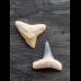 2,2 cm große Zähne des Bullenhai und Zitronenhai