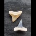 2.2 cm teeth of the bull shark and lemon shark