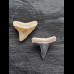 2,2 cm große Zähne des Bullenhai und Zitronenhai