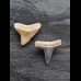 2.2 cm teeth of the bull shark and lemon shark