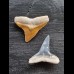 2,3 cm große Zähne des Bullenhai und  Zitronenhai
