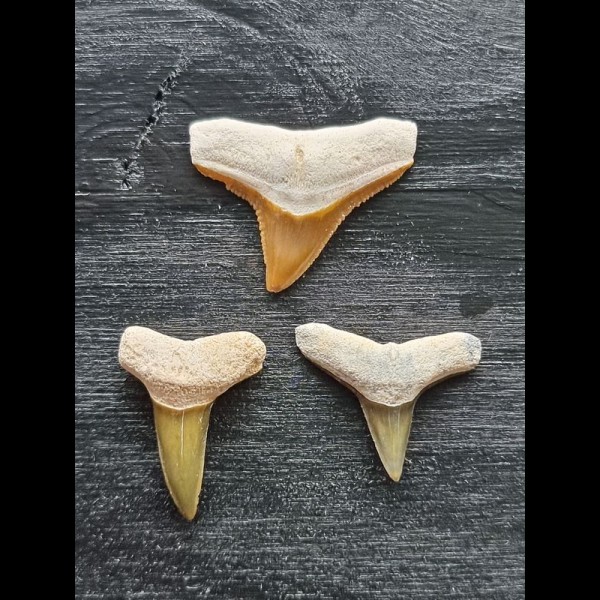 Set aus fossilen Zähnen des Bullenhai und Zitronenhai aus dem Bone Valley