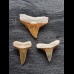 Set aus fossilen Zähnen des Bullenhai und Zitronenhai aus dem Bone Valley