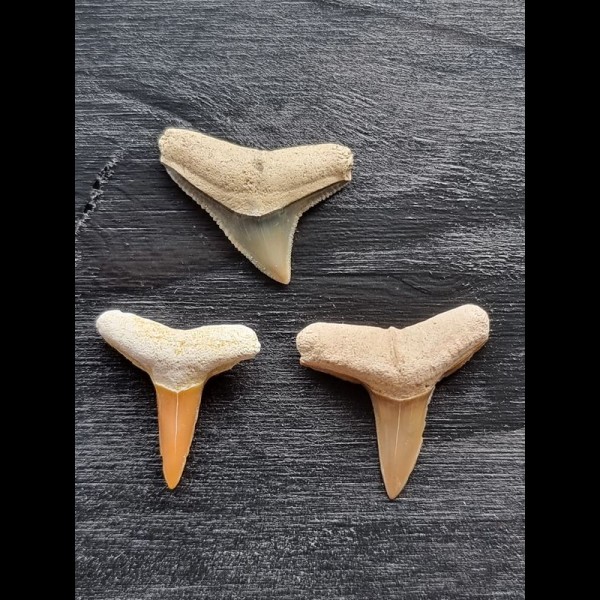 Set aus fossilen Zähnen des Bullenhai und des Zitronenhai aus dem Bone Valley