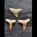 Set aus fossilen Zähnen des Bullenhai und des Zitronenhai aus dem Bone Valley
