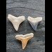 Set aus fossilen Zähnen des Bullenhai und des Zitronenhai aus dem Bone Valley