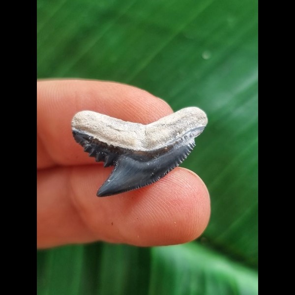 2,2 cm dunkelblauer Zahn des Tigerhai