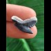2,2 cm dunkelblauer Zahn des Tigerhai