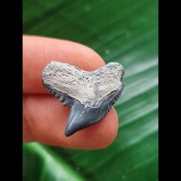 2,3 cm graublauer Zahn des Tigerhai
