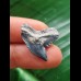 2,3 cm graublauer Zahn des Tigerhai