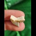 1,8 cm graubrauner Zahn des Tigerhai