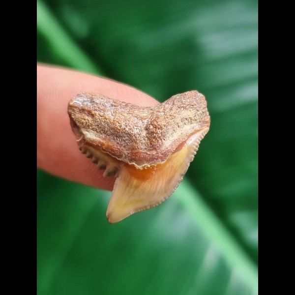 2.0 cm facetted coloured tooth of the tiger shark