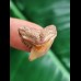 2.0 cm facetted coloured tooth of the tiger shark