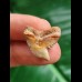 2.0 cm facetted coloured tooth of the tiger shark