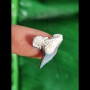 2,1 cm blue filigree tooth of the tiger shark