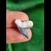 2,1 cm blue filigree tooth of the tiger shark