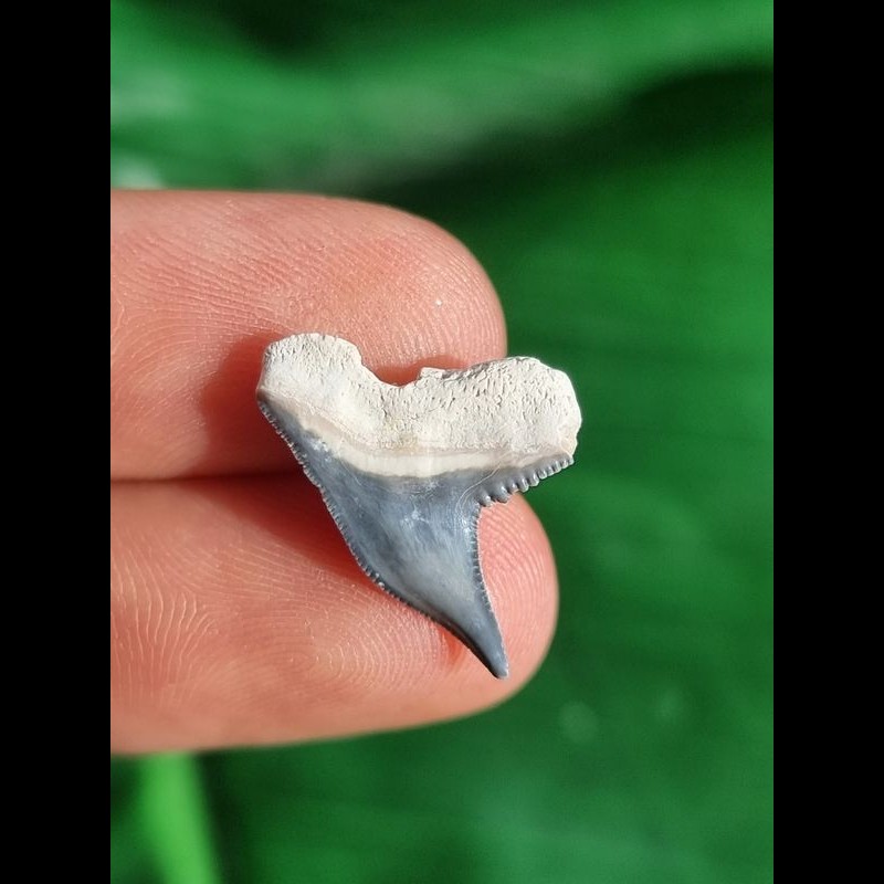 2,1 cm blue filigree tooth of the tiger shark [TH24]