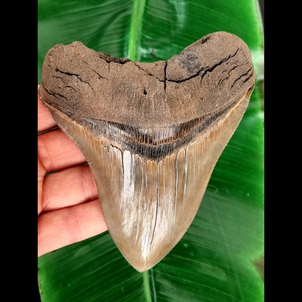 13.3 cm large and sharp tooth of the Megalodon