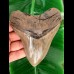 13,3 cm großer und scharfer Zahn des Megalodon