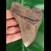 13.3 cm large and sharp tooth of the Megalodon