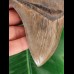 13.3 cm large and sharp tooth of the Megalodon