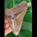 13.3 cm large and sharp tooth of the Megalodon