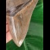 13.3 cm large and sharp tooth of the Megalodon
