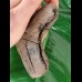 13.3 cm large and sharp tooth of the Megalodon