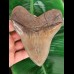 13,3 cm großer und scharfer Zahn des Megalodon