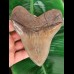 13.3 cm large and sharp tooth of the Megalodon