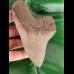 13.3 cm large and sharp tooth of the Megalodon