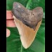 13,3 cm großer brauner Zahn des Megalodon
