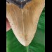 13,3 cm großer brauner Zahn des Megalodon