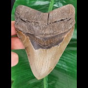 13,0 cm großer Zahn des Megalodon