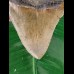 13,0 cm großer Zahn des Megalodon