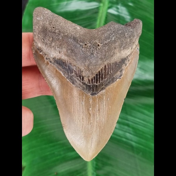11,0 cm großer Zahn des Megalodon 