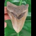 11.0 cm large tooth of the Megalodon 