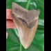 11,0 cm großer Zahn des Megalodon 