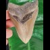 11.0 cm large tooth of the Megalodon 