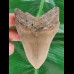 11.0 cm large tooth of the Megalodon 